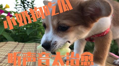 娱乐吃瓜君小奶狗